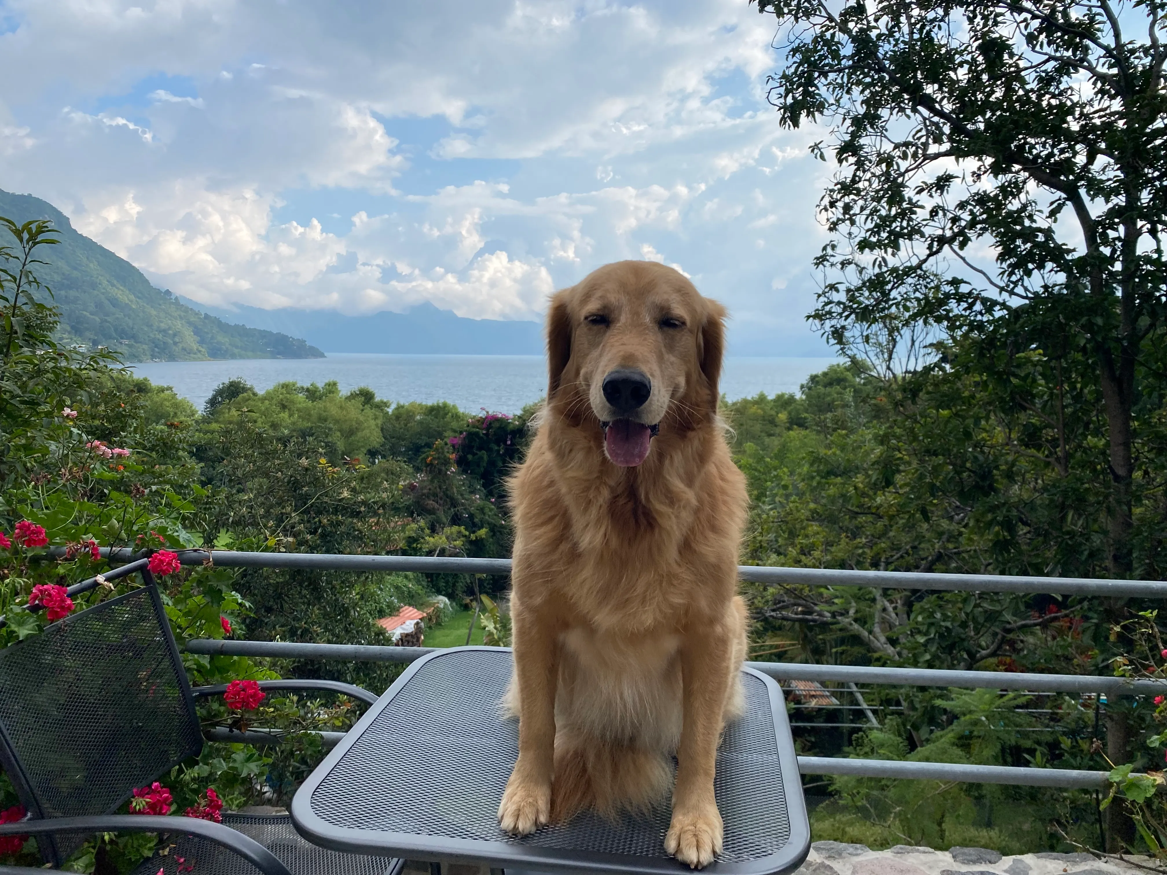 Günchen, the golden retriever, overlooking Lake Atitlán